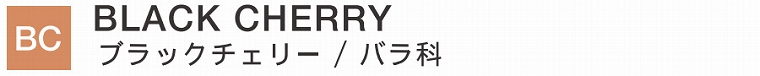 BLACK CHERRY／ブラックチェリー／バラ科